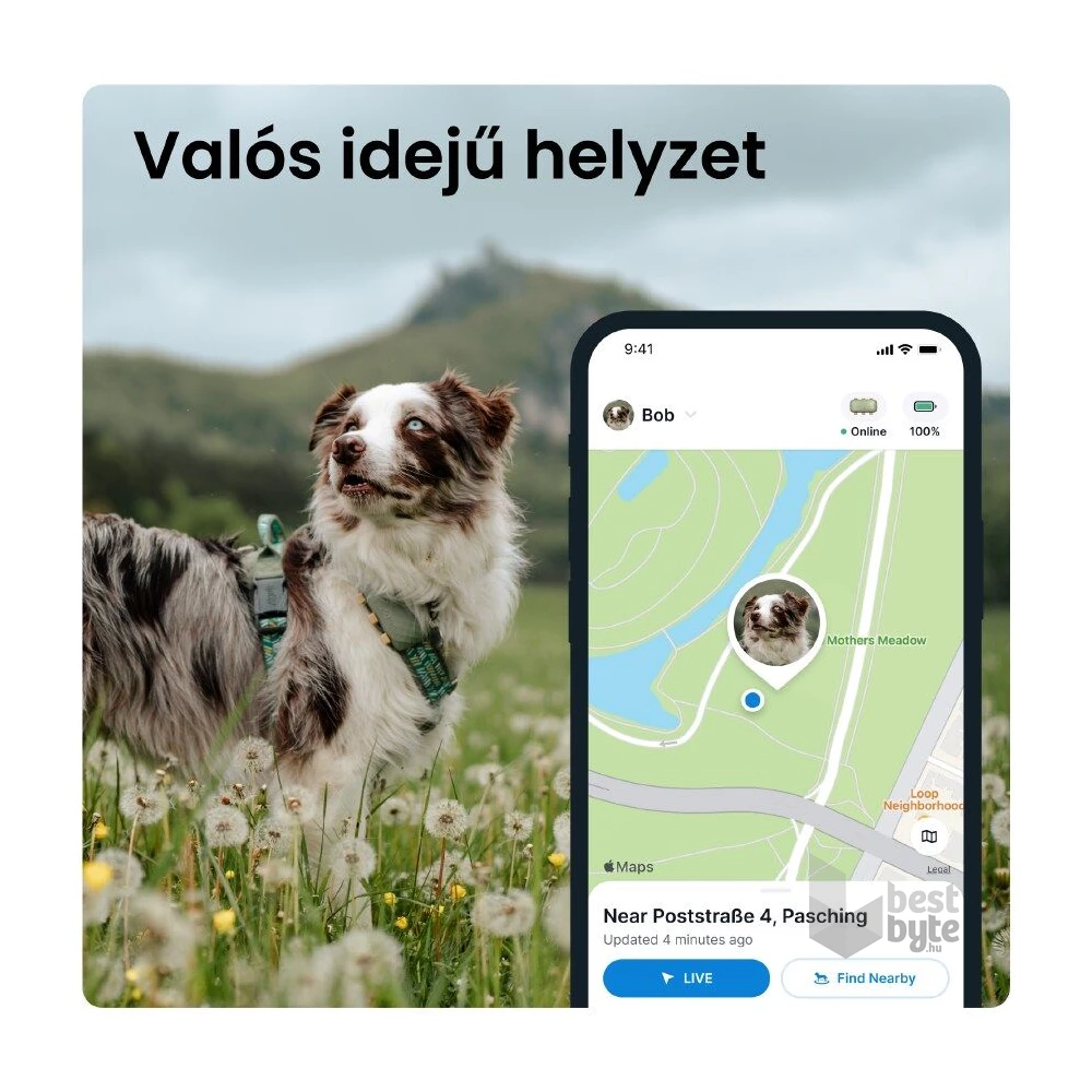 Tractive GPS DOG XL zöld kutya GPS nyomkövető és tevékenységfigyelő